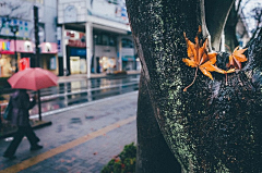 honghui采集到一蓑烟雨任平生