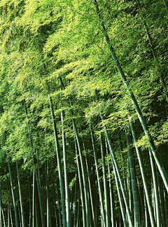 深谷小溪采集到竹