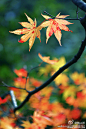 [专业摄影师教你如何拍出N个层次的秋色] 用“一叶而知天下秋”来形容秋色的拍摄再合适不过了，在秋天里，认真观察一片叶子的从生机的葱绿，变成灿烂金黄，最后黯然凋落，这过程不正是秋的意蕴，秋的况味吗？拍摄红叶时，不但要选择造型优美色彩丰富的叶子，也要留意背景的选择，最好能够干净单纯同时也要有浓烈的秋的气氛。秋叶的拍摄也可以用另外一种方式，让充满生命动感的枝条和多彩的红叶充满整个画面，在高旷的天空里绽放出生命的乐音。满构图的拍摄黄叶一定要注意构图的严谨组成，要做到杂而不乱，层次有致......