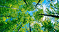 ID-920986-绿色森林的天空视野高清大图