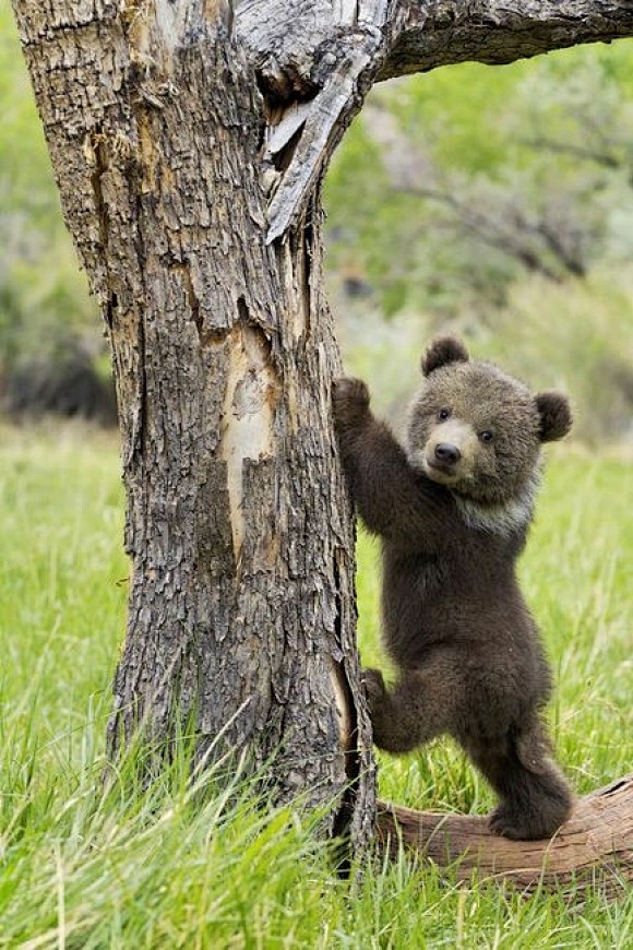 Little Bear | Cutest...