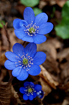 花花ing采集到花