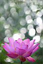 ~~Lotus Flower Macro by Bahman Farzad~~