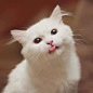 一只可爱可爱的小白猫，么么哒    这位来自菲律宾的波斯猫名叫Max，已经六个月大了~