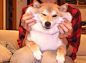 先森，不要酱紫！
The many faces of Kabosu!

のびーるかぼちゃんのほっぺ #doge