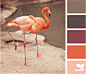flamingo hues