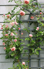 Rose trellis