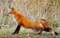 [动物世界]全球八种美丽妖艳的狐狸