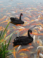 Black swans amidst the koi. Graceful beauty