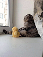 Soon We Will Escape Duckie | Cutest Paw