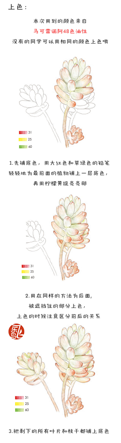 yical采集到植物铅笔彩绘——飞乐鸟