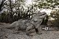 Hispaniolan Ground Iguana - 创意图片 - 视觉中国