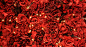 ID-927025-红玫瑰灯高清大图
