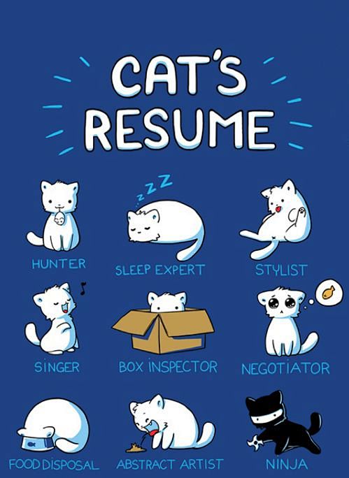 Cat's resume.: 