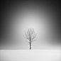 Lost Tree, photography by Maximilian+christian Baeuchle. In Nature, Vegetal, Tree, forest