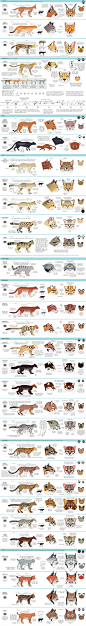 【Guide to Felinae】猫科动物毛色/斑纹以及身材图解