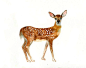 FAWN Original watercolor painting 10x8inch