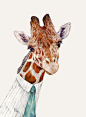 Mr GIRAFFE Fine Art Print, Giclee Wall Art, By Animal Crew : This is a borderless inkjet print of my artwork, Mr Giraffe (unframed)  Beautifully printed on archival matte paper with an Epson Stylus Pro 7900,