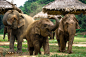 Elephant Family by Dainius Runkevicius on 500px