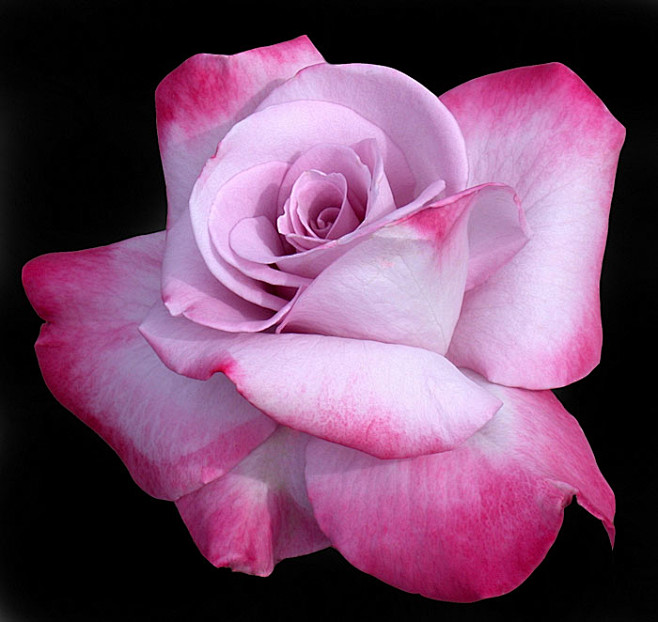 PINK ON PINK ROSE by...