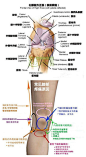 一张图让你了解你的膝盖，以及不同痛处的原因。#NBA长草期大赛# ​​​​