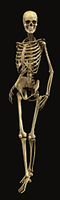 骷髅人体骨架骨骼
