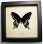Papilio Troilus - Spicebush Swallowtail butterfly | Real Butterfly Gifts Framed Butterflies and Insect Displays