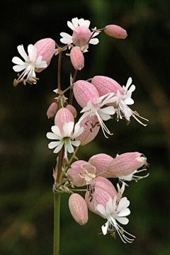 soyoo采集到物种（植）