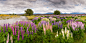 Photograph Lupines by Oleg Ershov on 500px