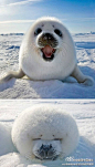 60岁的摄影师Keren Su在加拿大东部发现了这只格陵兰海豹，“我必须趴在冰上给它照相，不然人类这么大的体格会吓着它。我要让它们熟悉我身上的气味，然后才能靠近，这一切非常值得，一旦海豹放松下来，它就会以最可爱的方式呈现在你面前。” (๑¯ω¯๑)【转