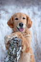 Golden in the Snow