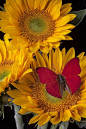 Red butterfly on sunflower: 