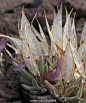 大地翅膀(Anelsonia eurycarpa)，属十字花科芥族，这是一种肉质花，生长在整个美国西部的高海拔山区。莲座状叶，柔软，有密集花序的小白花。其果实2到3公分，椭圆形。 它的叶子是小小的一丛，呈灰绿色，看起来很低调。它的花像透明羽毛一般，犹如轻纱，是很美丽的植物。
