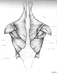 Ni懂否采集到 百家人体结构画法 之 肩部-胸腔-背部动作