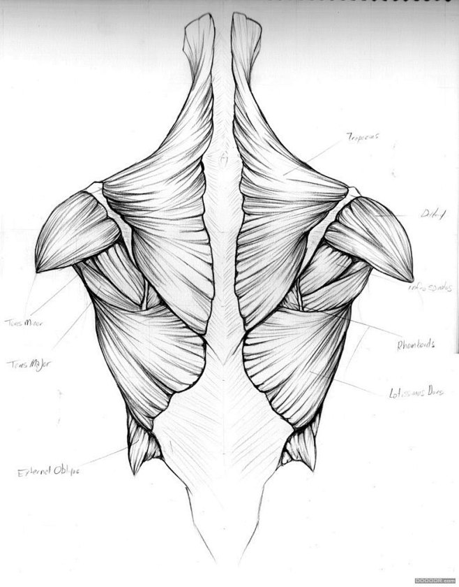 百家人体结构画法 之 肩部-胸腔-背部动...