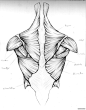 百家人体结构画法 之 肩部-胸腔-背部动作