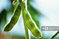 Soybean pod, close-up_创意图片