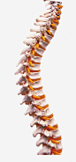 脊柱脊骨模型png免抠素材_新图网 https://ixintu.com 脊柱 脊骨 模型 脊柱模型 医用模型 png 免费
