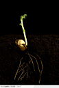 新芽嫩叶-发芽的豌豆