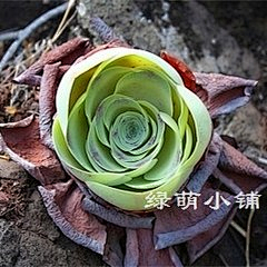 冰企鹅采集到肉肉植物