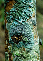 地衣一棵树。 帕米利苏卡达（上框，青色，绿色）Rinodina roboris（中心，蓝）〜由沃恩·弗莱明