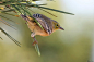 Pine Warbler by mydigitalmind