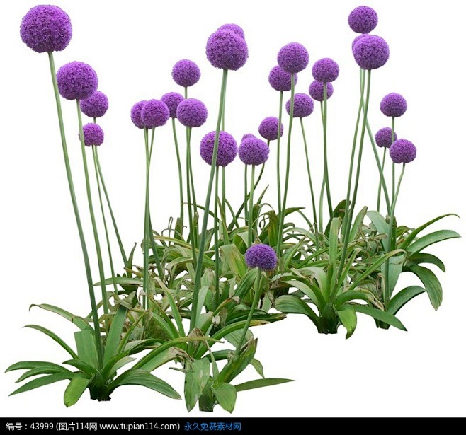 开着紫色花朵的植物PSD分层素材
