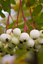 Sorbus koehneana 昆氏花楸