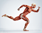 运动跑步人体解剖