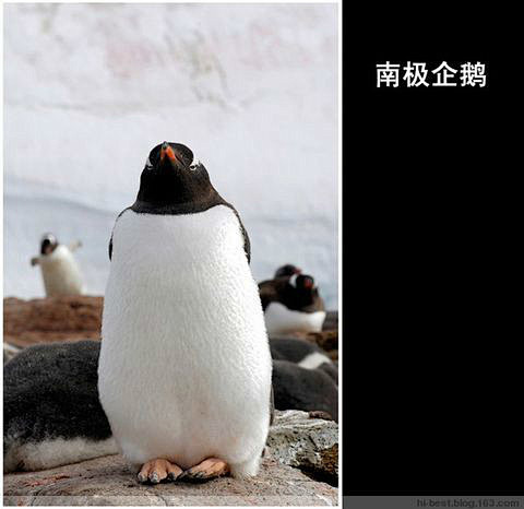 美丽的南极 可爱的企鹅