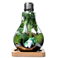 国庆献礼 依雯然 diy苔藓微景观 生态瓶 创意生日礼物 绿色植物 原创 设计 新款 2013