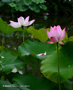 小树子采集到花