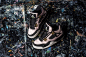 WMNS Air Jordan 4 Retro （2996 x 2000）<br/>images via Sneaker Politics ​​​​
