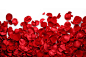 美丽的红色玫瑰花高清图片 - 素材中国16素材网